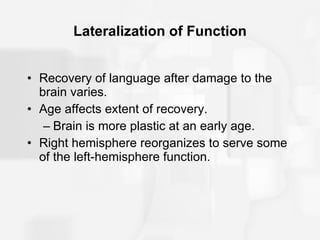 Lateralization of Function Recovery of language after damage to the brain varies. Age affects extent of recovery. Brain is more plastic at an early age. Right hemisphere reorganizes to serve some of the left-hemisphere function. 