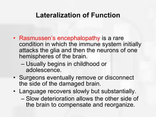 Lateralization of Function Rasmussen’s encephalopathy  is a rare condition in which the immune system initially attacks the glia and then the neurons of one hemispheres of the brain. Usually begins in childhood or adolescence. Surgeons eventually remove or disconnect the side of the damaged brain. Language recovers slowly but substantially. Slow deterioration allows the other side of the brain to compensate and reorganize.   
