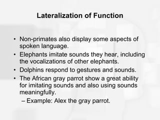 Lateralization of Function Non-primates also display some aspects of spoken language. Elephants imitate sounds they hear, including the vocalizations of other elephants. Dolphins respond to gestures and sounds. The African gray parrot show a great ability for imitating sounds and also using sounds meaningfully. Example: Alex the gray parrot. 