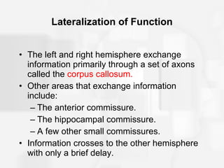 Lateralization of Function The left and right hemisphere exchange information primarily through a set of axons called the  corpus callosum. Other areas that exchange information include: The anterior commissure. The hippocampal commissure. A few other small commissures. Information crosses to the other hemisphere with only a brief delay. 