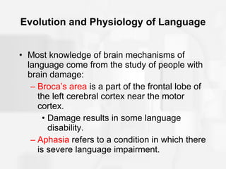Evolution and Physiology of Language Most knowledge of brain mechanisms of language come from the study of people with brain damage: Broca’s area  is a part of the frontal lobe of the left cerebral cortex near the motor cortex. Damage results in some language disability. Aphasia  refers to a condition in which there is severe language impairment. 