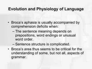 Evolution and Physiology of Language Broca’s aphasia is usually accompanied by comprehension deficits when:  The sentence meaning depends on prepositions, word endings or unusual word order. Sentence structure is complicated. Broca’s area thus seems to be critical for the understanding of some, but not all, aspects of grammar. 