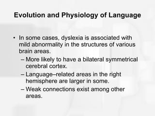 Evolution and Physiology of Language In some cases, dyslexia is associated with mild abnormality in the structures of various brain areas. More likely to have a bilateral symmetrical cerebral cortex. Language–related areas in the right hemisphere are larger in some. Weak connections exist among other areas. 