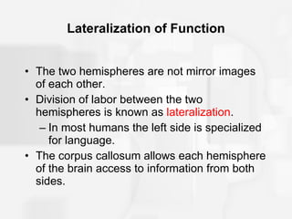 Lateralization of Function The two hemispheres are not mirror images of each other. Division of labor between the two hemispheres is known as  lateralization . In most humans the left side is specialized for language. The corpus callosum allows each hemisphere of the brain access to information from both sides. 
