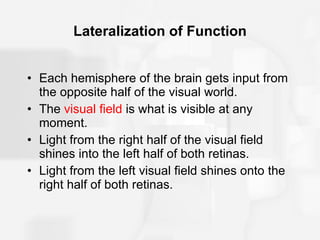 Lateralization of Function Each hemisphere of the brain gets input from the opposite half of the visual world. The  visual field  is what is visible at any moment. Light from the right half of the visual field shines into the left half of both retinas. Light from the left visual field shines onto the  right half of both retinas. 