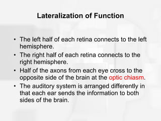 Lateralization of Function The left half of each retina connects to the left hemisphere. The right half of each retina connects to the right hemisphere. Half of the axons from each eye cross to the opposite side of the brain at the  optic chiasm . The auditory system is arranged differently in that each ear sends the information to both sides of the brain. 