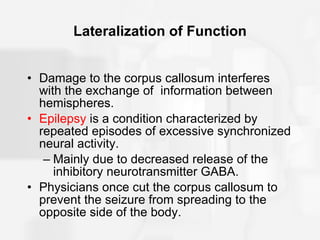 Lateralization of Function Damage to the corpus callosum interferes  with the exchange of  information between hemispheres. Epilepsy  is a condition characterized by repeated episodes of excessive synchronized neural activity. Mainly due to decreased release of the inhibitory neurotransmitter GABA. Physicians once cut the corpus callosum to prevent the seizure from spreading to the opposite side of the body. 