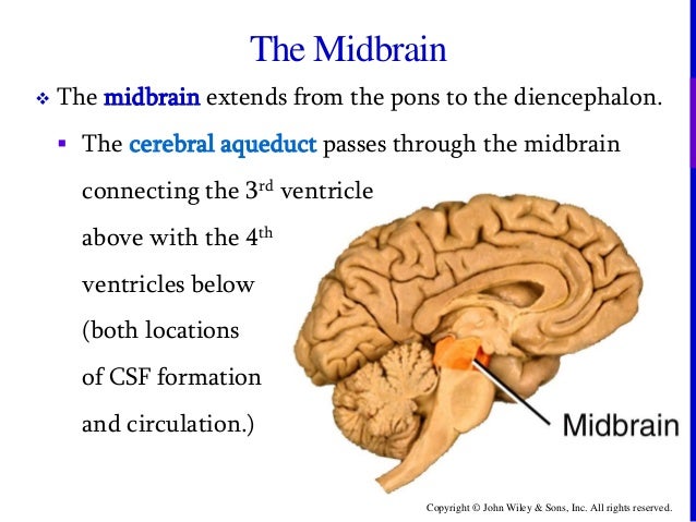 The Extends Through The Hindbrain Midbrain And Forebrain Chapter 14