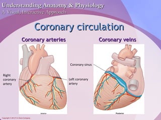 UUnnddeerrssttaannddiinngg AAnnaattoommyy && PPhhyyssiioollooggyy 
AA VViissuuaall,, IInntteerraaccttiivvee AApppprrooaacchh 
Copyright © 2012 F.A. Davis Company 
CCoorroonnaarryy cciirrccuullaattiioonn 
CCoorroonnaarryy aarrtteerriieess CCoorroonnaarryy vveeiinnss 
Left coronary 
artery 
Right 
coronary 
artery 
Coronary sinus 
 