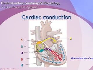 UUnnddeerrssttaannddiinngg AAnnaattoommyy && PPhhyyssiioollooggyy 
AA VViissuuaall,, IInntteerraaccttiivvee AApppprrooaacchh 
Copyright © 2012 F.A. Davis Company 
CCaarrddiiaacc ccoonndduuccttiioonn 
22 
View animation of cardiac 11 33 
44 
55 
66 
 