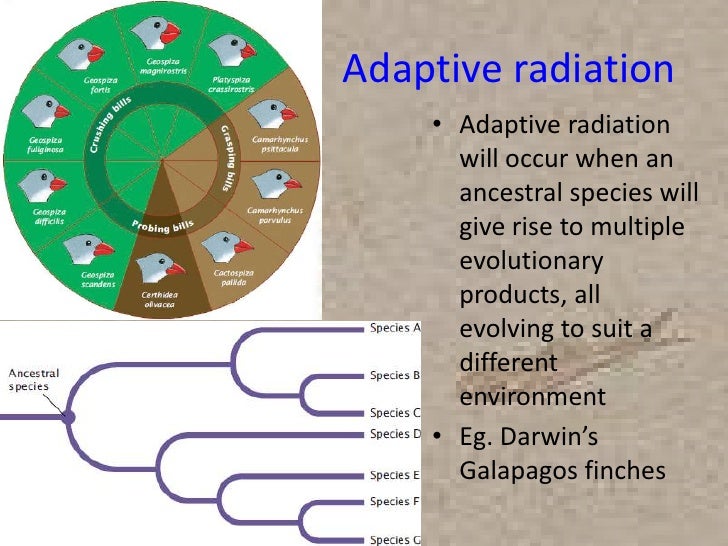 Ch. 14 Evolution
