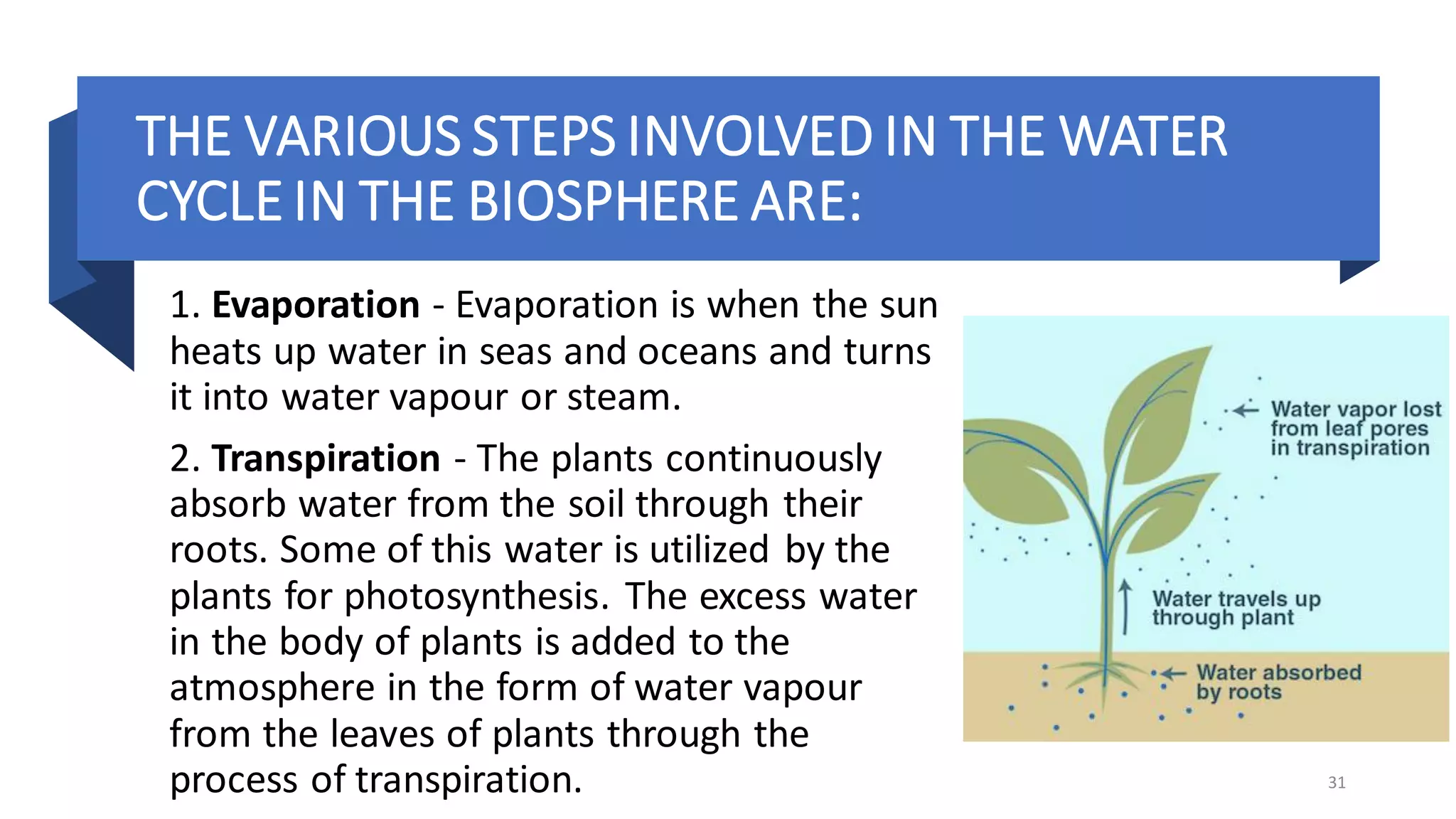 THE VARIOUS STEPS INVOLVED IN THE WATER
CYCLE IN THE BIOSPHERE ARE:
1. Evaporation - Evaporation is when the sun
heats up water in seas and oceans and turns
it into water vapour or steam.
2. Transpiration - The plants continuously
absorb water from the soil through their
roots. Some of this water is utilized by the
plants for photosynthesis. The excess water
in the body of plants is added to the
atmosphere in the form of water vapour
from the leaves of plants through the
process of transpiration. 31
 