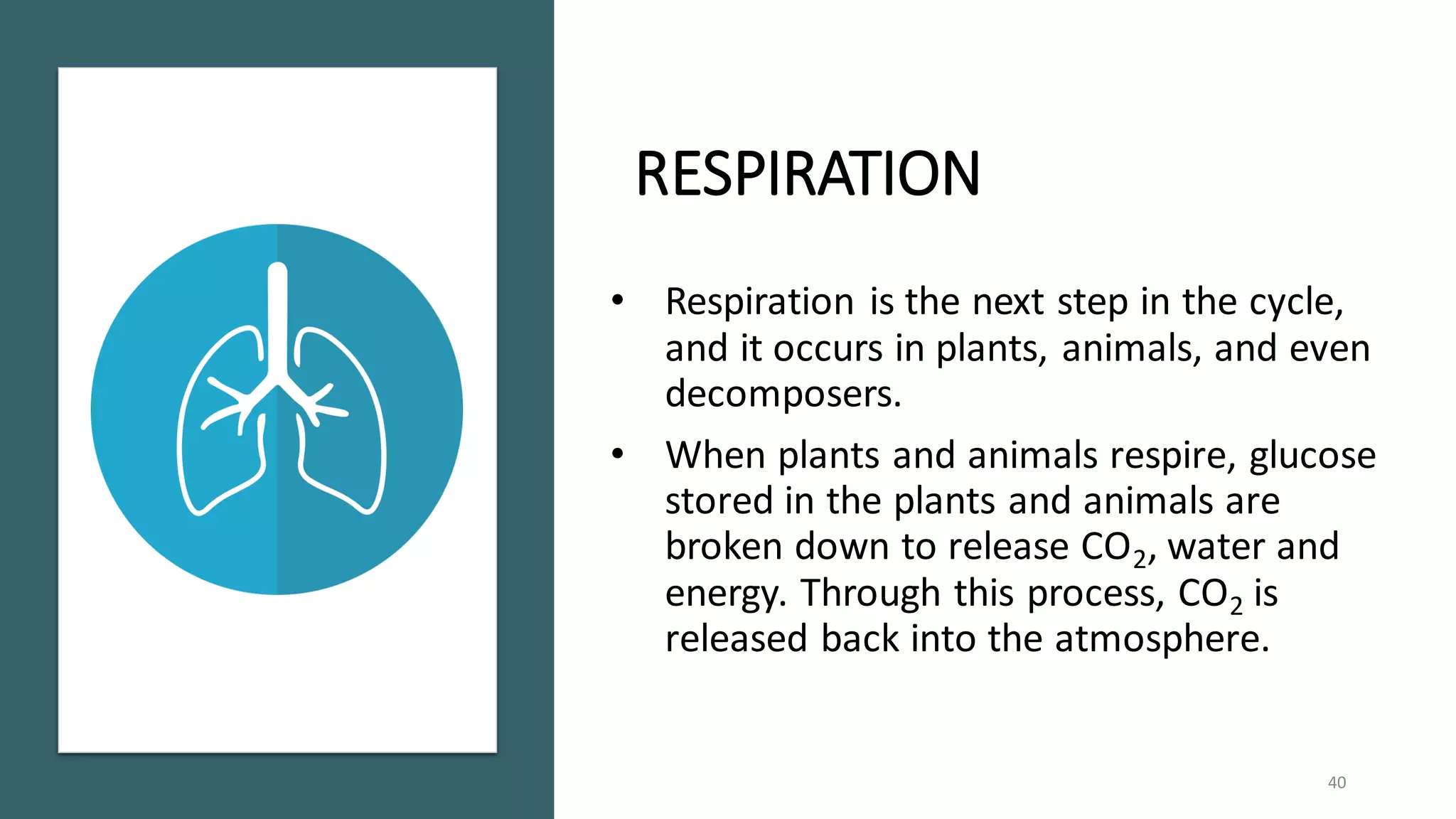 RESPIRATION
• Respiration is the next step in the cycle,
and it occurs in plants, animals, and even
decomposers.
• When plants and animals respire, glucose
stored in the plants and animals are
broken down to release CO2, water and
energy. Through this process, CO2 is
released back into the atmosphere.
40
 