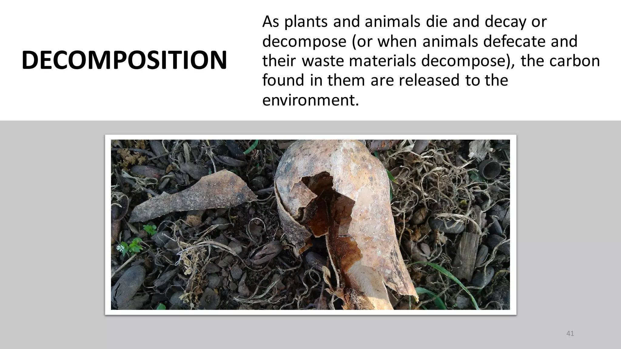 DECOMPOSITION
As plants and animals die and decay or
decompose (or when animals defecate and
their waste materials decompose), the carbon
found in them are released to the
environment.
41
 
