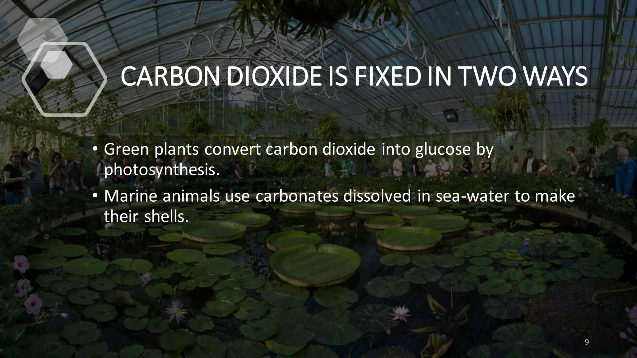 CARBON DIOXIDE IS FIXED IN TWO WAYS
• Green plants convert carbon dioxide into glucose by
photosynthesis.
• Marine animals use carbonates dissolved in sea-water to make
their shells.
9
 