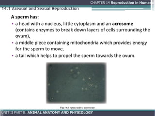 Comprehensive Overview of Human Reproduction: Anatomy, Physiology, and ...