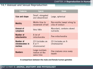 Comprehensive Overview of Human Reproduction: Anatomy, Physiology, and ...