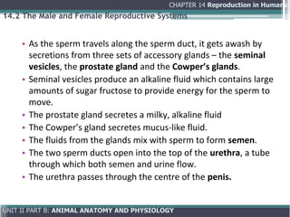 Comprehensive Overview of Human Reproduction: Anatomy, Physiology, and ...