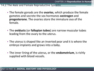 Comprehensive Overview of Human Reproduction: Anatomy, Physiology, and ...
