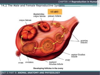 Comprehensive Overview of Human Reproduction: Anatomy, Physiology, and ...