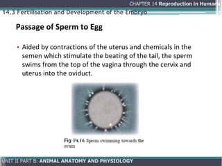 Comprehensive Overview of Human Reproduction: Anatomy, Physiology, and ...