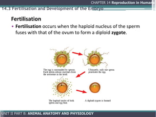 Comprehensive Overview of Human Reproduction: Anatomy, Physiology, and ...