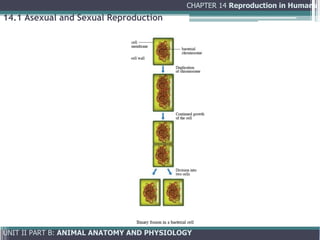 Comprehensive Overview of Human Reproduction: Anatomy, Physiology, and ...