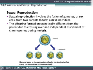 Comprehensive Overview of Human Reproduction: Anatomy, Physiology, and ...
