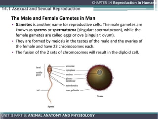 Comprehensive Overview of Human Reproduction: Anatomy, Physiology, and ...
