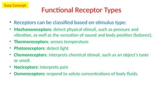 Chapter_14-Special_Senses_hgCnWjr.pptx Anatomical | PPTX