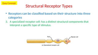 Chapter_14-Special_Senses_hgCnWjr.pptx Anatomical | PPTX