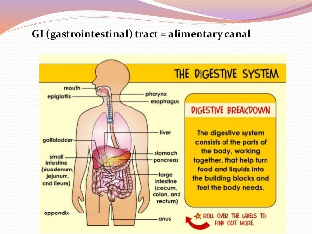 Chapter 14 - The Digestive System