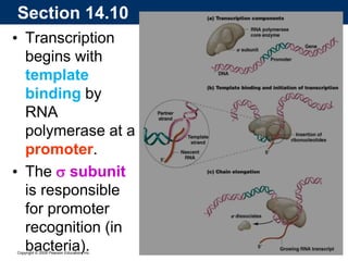 Copyright © 2009 Pearson Education, Inc.
• Transcription
begins with
template
binding by
RNA
polymerase at a
promoter.
• The s subunit
is responsible
for promoter
recognition (in
bacteria).
Section 14.10
 