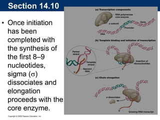 Copyright © 2009 Pearson Education, Inc.
• Once initiation
has been
completed with
the synthesis of
the first 8–9
nucleotides,
sigma (s)
dissociates and
elongation
proceeds with the
core enzyme.
Section 14.10
 