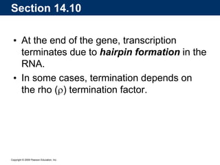Copyright © 2009 Pearson Education, Inc.
• At the end of the gene, transcription
terminates due to hairpin formation in the
RNA.
• In some cases, termination depends on
the rho () termination factor.
Section 14.10
 