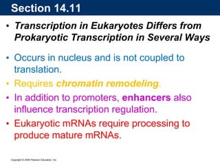Copyright © 2009 Pearson Education, Inc.
• Transcription in Eukaryotes Differs from
Prokaryotic Transcription in Several Ways
• Occurs in nucleus and is not coupled to
translation.
• Requires chromatin remodeling.
• In addition to promoters, enhancers also
influence transcription regulation.
• Eukaryotic mRNAs require processing to
produce mature mRNAs.
Section 14.11
 