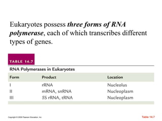 Copyright © 2009 Pearson Education, Inc. Table 14.7
Eukaryotes possess three forms of RNA
polymerase, each of which transcribes different
types of genes.
 