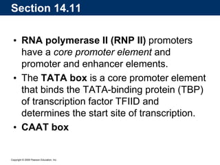 Copyright © 2009 Pearson Education, Inc.
• RNA polymerase II (RNP II) promoters
have a core promoter element and
promoter and enhancer elements.
• The TATA box is a core promoter element
that binds the TATA-binding protein (TBP)
of transcription factor TFIID and
determines the start site of transcription.
• CAAT box
Section 14.11
 