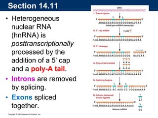 Copyright © 2009 Pearson Education, Inc.
• Heterogeneous
nuclear RNA
(hnRNA) is
posttranscriptionally
processed by the
addition of a 5' cap
and a poly-A tail.
• Introns are removed
by splicing.
• Exons spliced
together.
Section 14.11
 