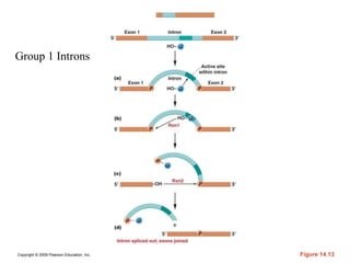 Copyright © 2009 Pearson Education, Inc. Figure 14.13
Group 1 Introns
 