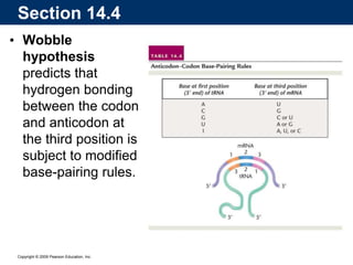 Copyright © 2009 Pearson Education, Inc.
• Wobble
hypothesis
predicts that
hydrogen bonding
between the codon
and anticodon at
the third position is
subject to modified
base-pairing rules.
Section 14.4
 