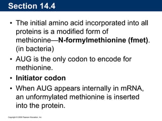 Copyright © 2009 Pearson Education, Inc.
• The initial amino acid incorporated into all
proteins is a modified form of
methionine—N-formylmethionine (fmet).
(in bacteria)
• AUG is the only codon to encode for
methionine.
• Initiator codon
• When AUG appears internally in mRNA,
an unformylated methionine is inserted
into the protein.
Section 14.4
 