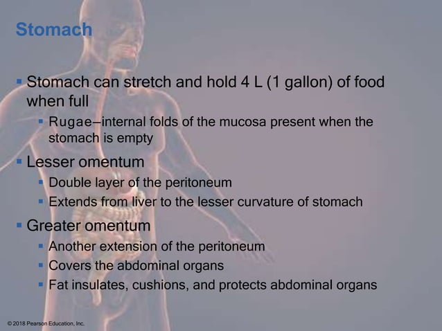 CHAPTER 14 Digestive System.pptxsdfwgewg | PPTX | Digestive Disorders ...
