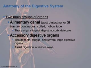 CHAPTER 14 Digestive System.pptxsdfwgewg | PPTX