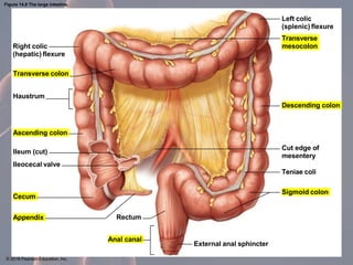 CHAPTER 14 Digestive System.pptxsdfwgewg | PPTX