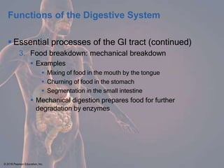 Food Breakdown Process CHAPTER 14 Digestive System.pptxsdfwgewg | PPTX