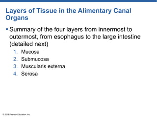 Anatomy and Physiology CHAPTER 14 Digestive System.pdf