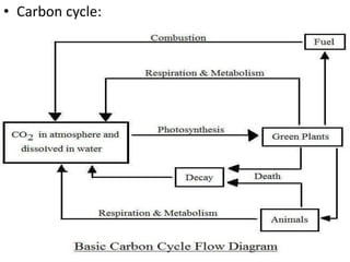 • Carbon cycle:
 