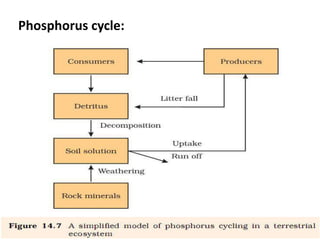 Phosphorus cycle:
 