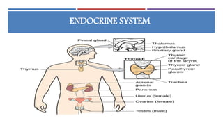 Endocrine Emergencies